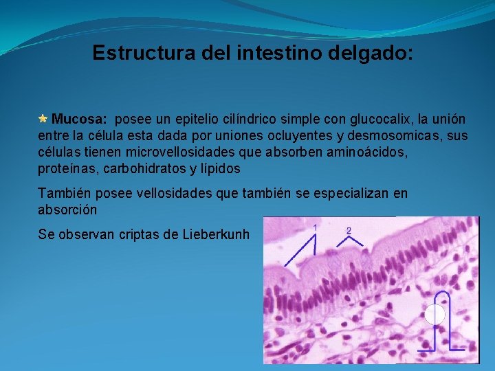 Estructura del intestino delgado: Mucosa: posee un epitelio cilíndrico simple con glucocalix, la unión