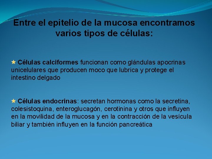 Entre el epitelio de la mucosa encontramos varios tipos de células: Células calciformes funcionan