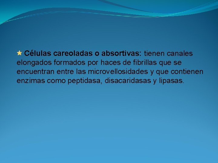 Células careoladas o absortivas: tienen canales elongados formados por haces de fibrillas que se