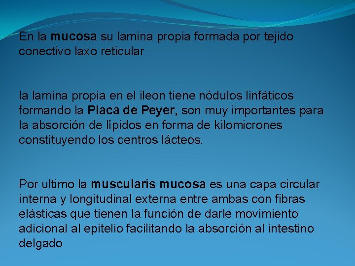 En la mucosa su lamina propia formada por tejido conectivo laxo reticular la lamina