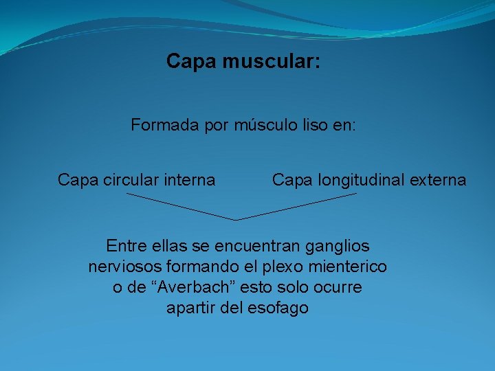 Capa muscular: Formada por músculo liso en: Capa circular interna Capa longitudinal externa Entre