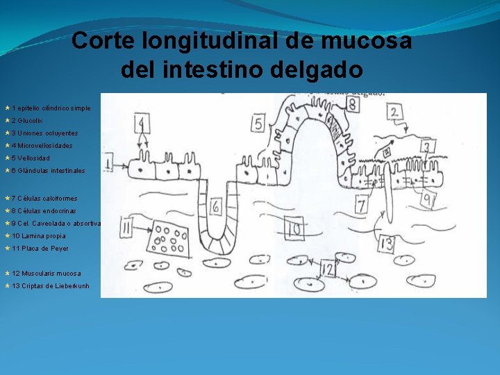 Corte longitudinal de mucosa del intestino delgado 1 epitelio cilíndrico simple 2 Glucolix 3