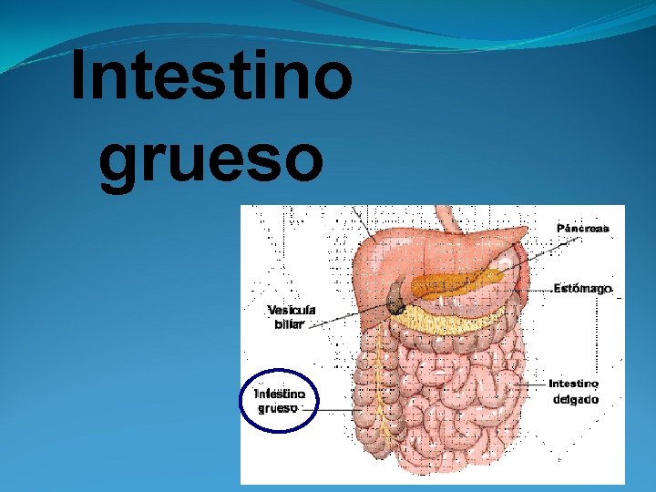 Intestino grueso 