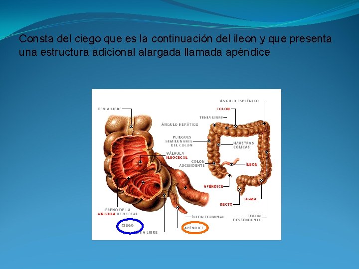 Consta del ciego que es la continuación del ileon y que presenta una estructura