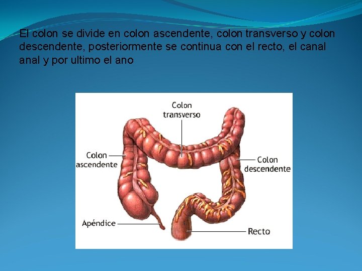 El colon se divide en colon ascendente, colon transverso y colon descendente, posteriormente se