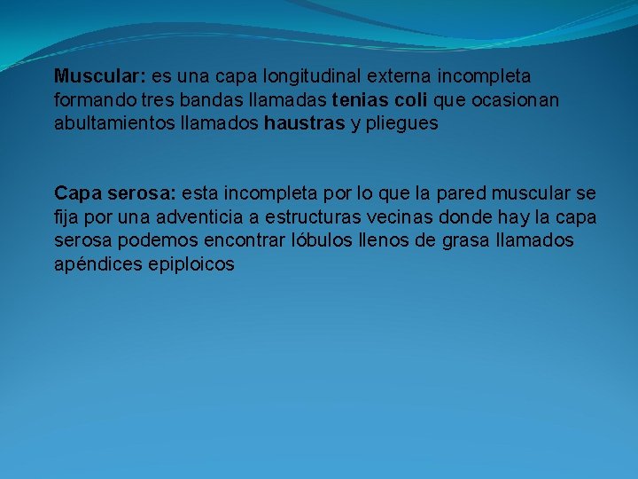 Muscular: es una capa longitudinal externa incompleta formando tres bandas llamadas tenias coli que