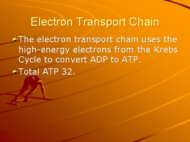 Electron Transport Chain The electron transport chain uses the high-energy electrons from the Krebs