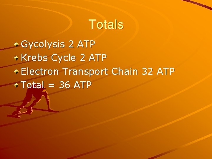 Totals Gycolysis 2 ATP Krebs Cycle 2 ATP Electron Transport Chain 32 ATP Total