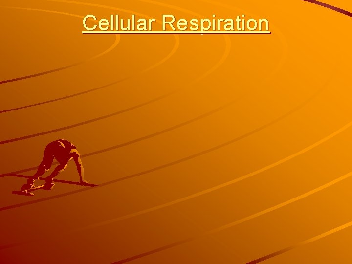 Cellular Respiration 