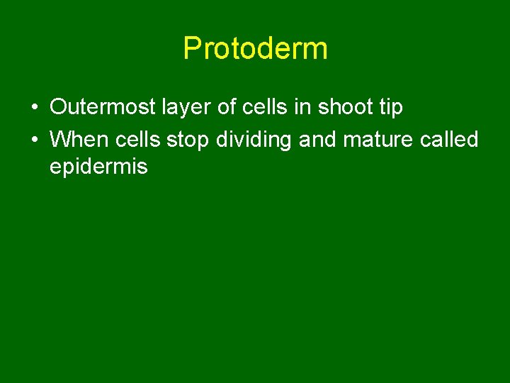 Protoderm • Outermost layer of cells in shoot tip • When cells stop dividing