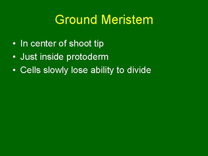 Ground Meristem • In center of shoot tip • Just inside protoderm • Cells