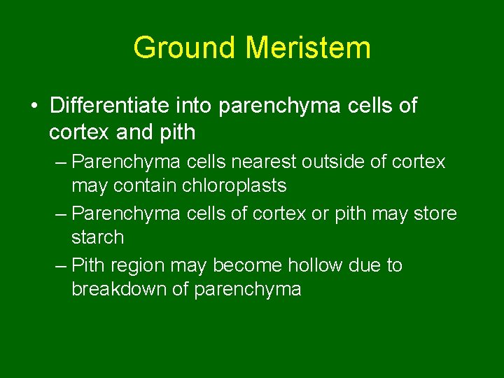 Ground Meristem • Differentiate into parenchyma cells of cortex and pith – Parenchyma cells