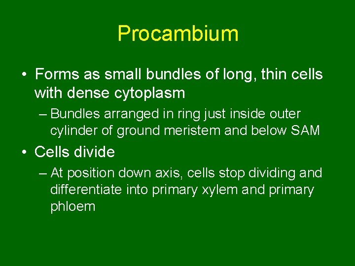Procambium • Forms as small bundles of long, thin cells with dense cytoplasm –
