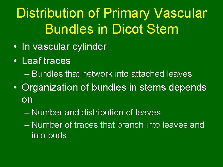Distribution of Primary Vascular Bundles in Dicot Stem • In vascular cylinder • Leaf