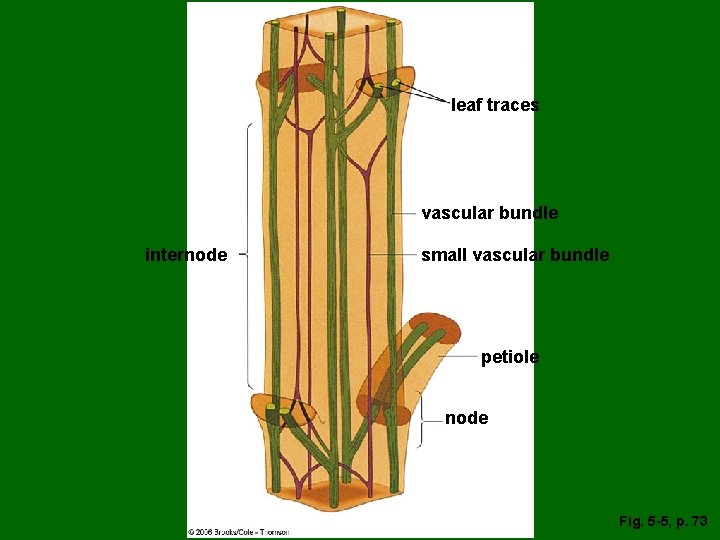 leaf traces vascular bundle internode small vascular bundle petiole node Fig. 5 -5, p.