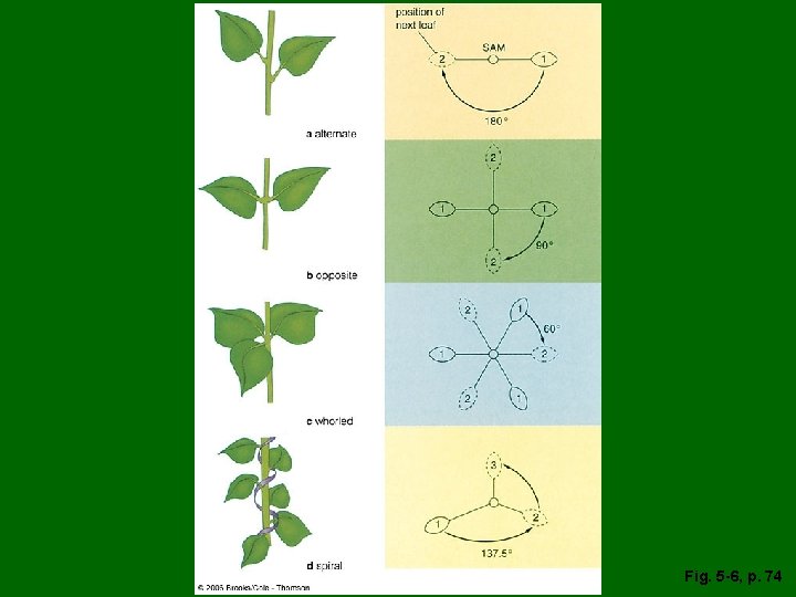 Fig. 5 -6, p. 74 