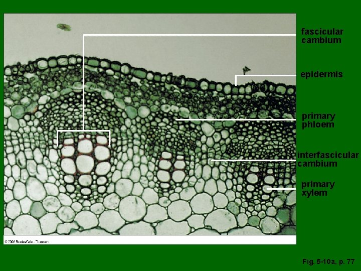 fascicular cambium epidermis primary phloem interfascicular cambium primary xylem Fig. 5 -10 a, p.