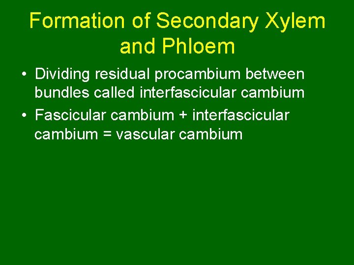 Formation of Secondary Xylem and Phloem • Dividing residual procambium between bundles called interfascicular