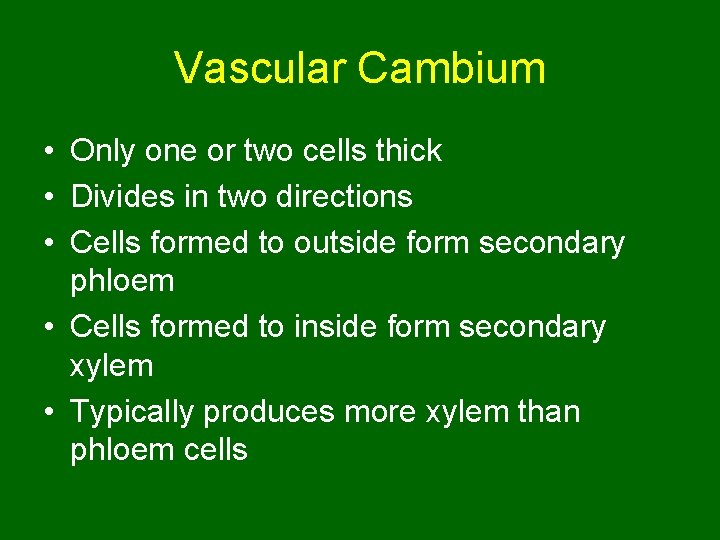 Vascular Cambium • Only one or two cells thick • Divides in two directions