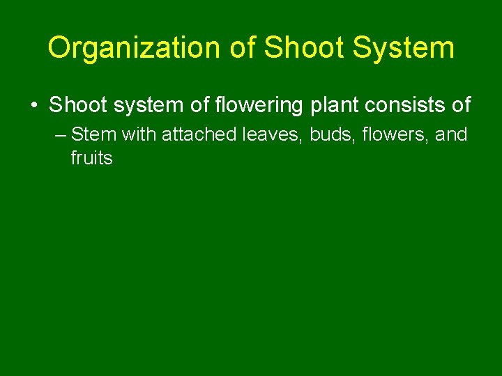 Organization of Shoot System • Shoot system of flowering plant consists of – Stem