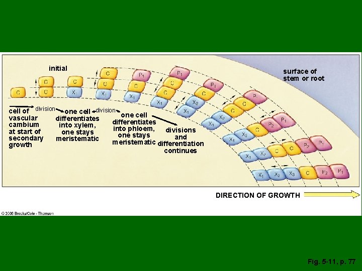 initial surface of stem or root cell of division one cell vascular differentiates cambium