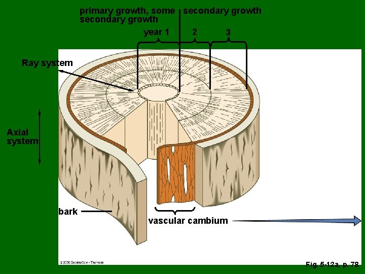 primary growth, some secondary growth year 1 2 3 Ray system Axial system bark