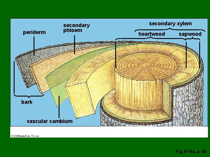 periderm secondary phloem secondary xylem heartwood sapwood bark vascular cambium Fig. 5 -16 a,