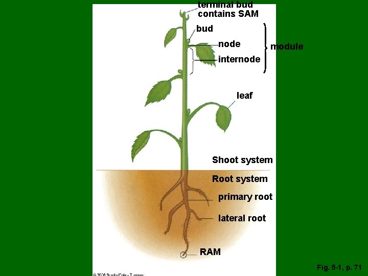 terminal bud contains SAM bud node module internode leaf Shoot system Root system primary