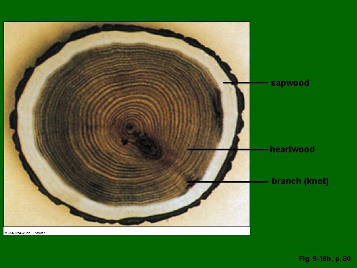 sapwood heartwood branch (knot) Fig. 5 -16 b, p. 80 