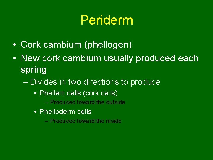 Periderm • Cork cambium (phellogen) • New cork cambium usually produced each spring –