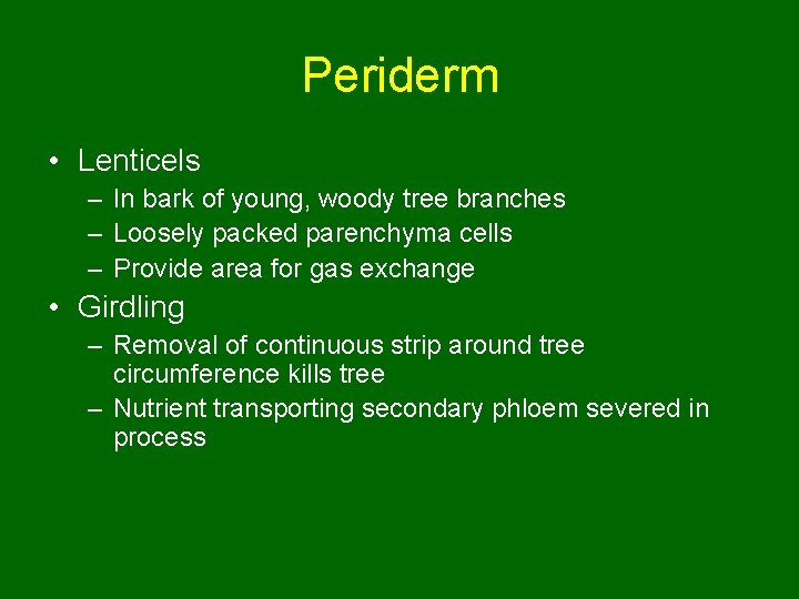 Periderm • Lenticels – In bark of young, woody tree branches – Loosely packed