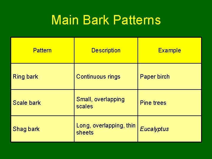 Main Bark Patterns Pattern Description Example Ring bark Continuous rings Paper birch Scale bark