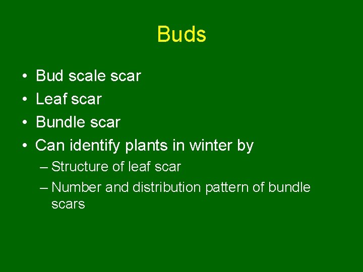 Buds • • Bud scale scar Leaf scar Bundle scar Can identify plants in