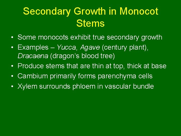 Secondary Growth in Monocot Stems • Some monocots exhibit true secondary growth • Examples