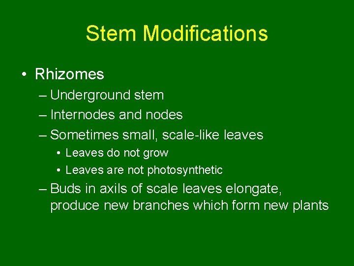 Stem Modifications • Rhizomes – Underground stem – Internodes and nodes – Sometimes small,