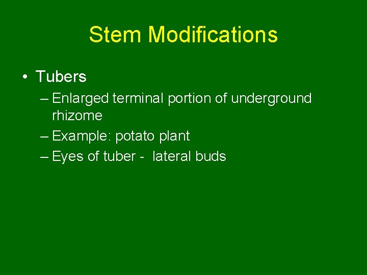 Stem Modifications • Tubers – Enlarged terminal portion of underground rhizome – Example: potato