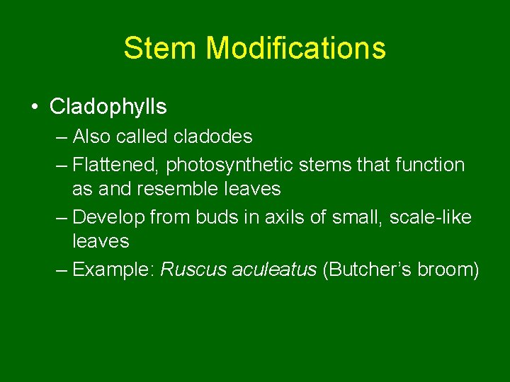 Stem Modifications • Cladophylls – Also called cladodes – Flattened, photosynthetic stems that function