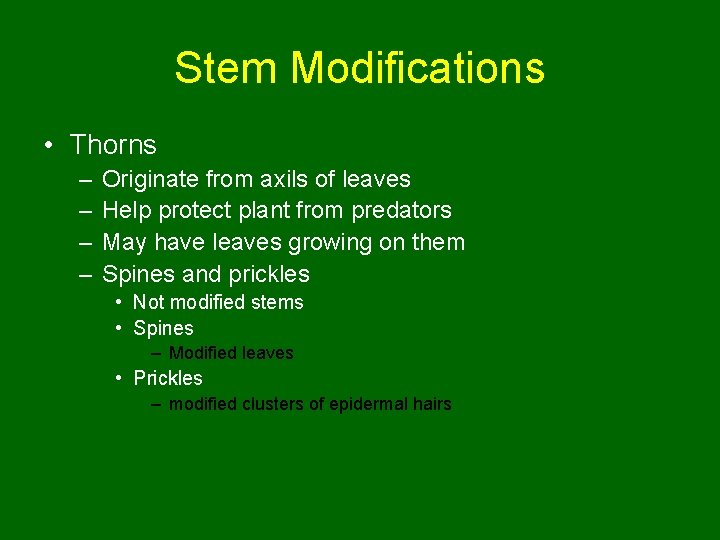 Stem Modifications • Thorns – – Originate from axils of leaves Help protect plant