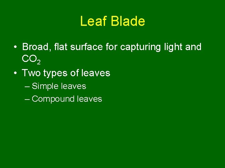 Leaf Blade • Broad, flat surface for capturing light and CO 2 • Two