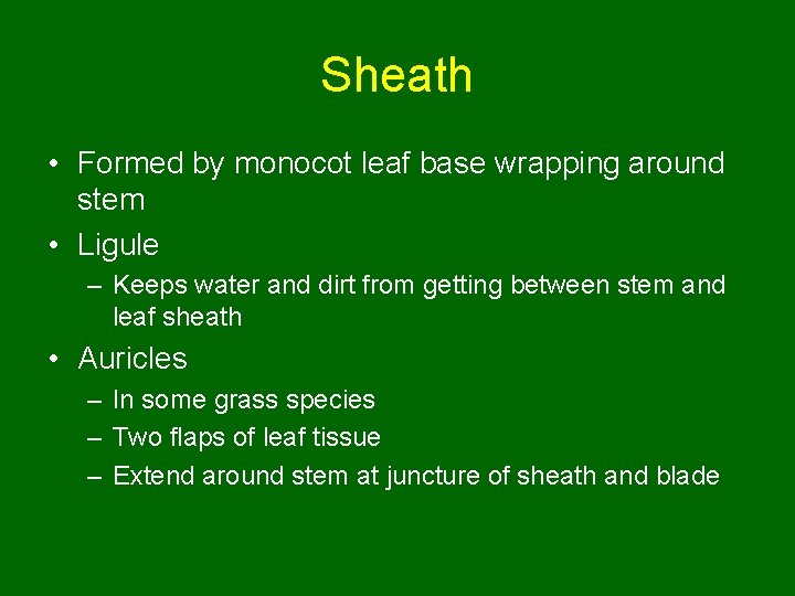 Sheath • Formed by monocot leaf base wrapping around stem • Ligule – Keeps