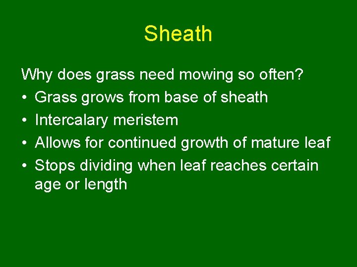 Sheath Why does grass need mowing so often? • Grass grows from base of