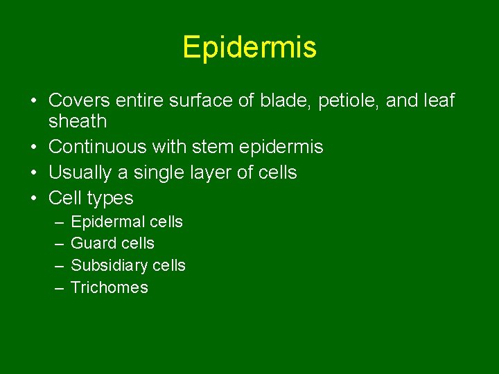 Epidermis • Covers entire surface of blade, petiole, and leaf sheath • Continuous with