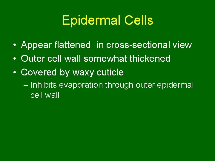 Epidermal Cells • Appear flattened in cross-sectional view • Outer cell wall somewhat thickened