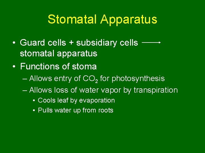 Stomatal Apparatus • Guard cells + subsidiary cells stomatal apparatus • Functions of stoma
