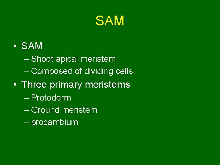 SAM • SAM – Shoot apical meristem – Composed of dividing cells • Three