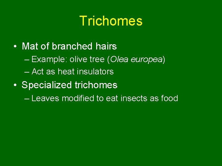 Trichomes • Mat of branched hairs – Example: olive tree (Olea europea) – Act