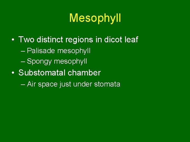 Mesophyll • Two distinct regions in dicot leaf – Palisade mesophyll – Spongy mesophyll