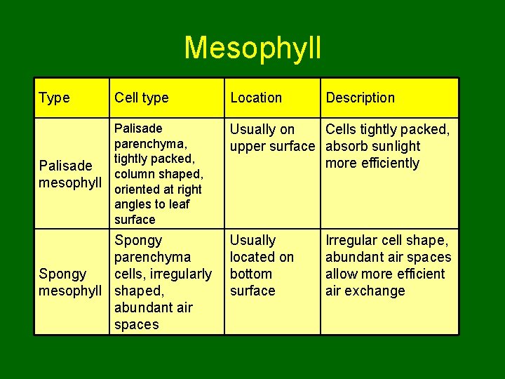 Mesophyll Type Cell type Location Description Palisade parenchyma, tightly packed, Palisade column shaped, mesophyll