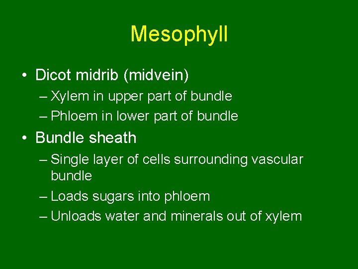Mesophyll • Dicot midrib (midvein) – Xylem in upper part of bundle – Phloem
