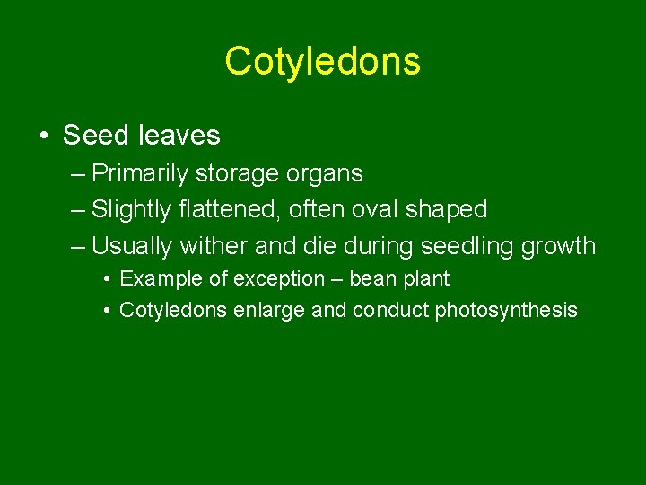 Cotyledons • Seed leaves – Primarily storage organs – Slightly flattened, often oval shaped